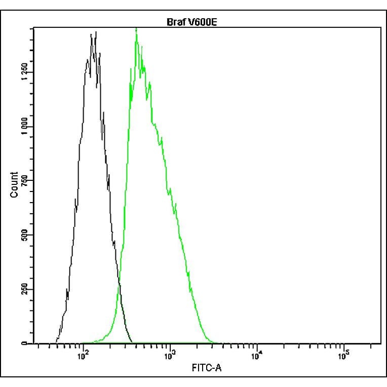 Flow Cytometry - Anti-B-raf Antibody - Antibodies.com (A8321)