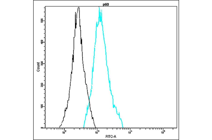 Flow Cytometry - Anti-p60 Antibody - Antibodies.com (A8323)