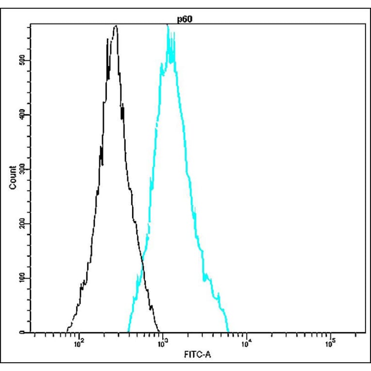 Flow Cytometry - Anti-p60 Antibody - Antibodies.com (A8323)