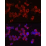 Immunofluorescence - Anti-Ret Antibody (A8336) - Antibodies.com