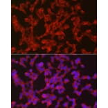 Immunofluorescence - Anti-Ret Antibody (A8336) - Antibodies.com