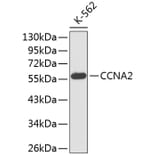 Western Blot - Anti-CCNA2 Antibody (A0034) - Antibodies.com