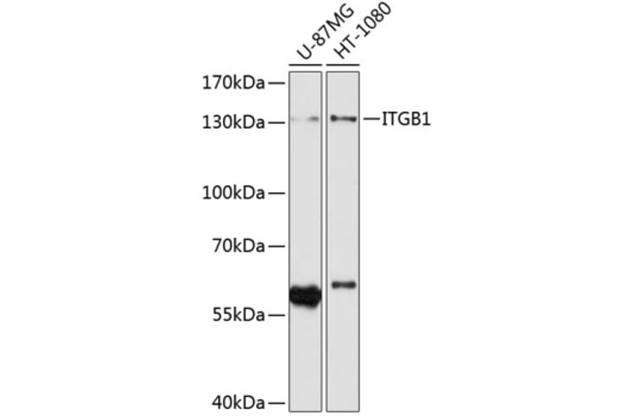 Western Blot - Anti-ITGB1 Antibody (A0035) - Antibodies.com