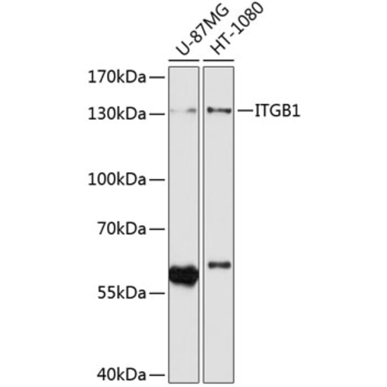 Western Blot - Anti-ITGB1 Antibody (A0035) - Antibodies.com