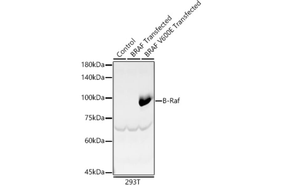 Western Blot - Anti-BRAF Antibody (A8339) - Antibodies.com