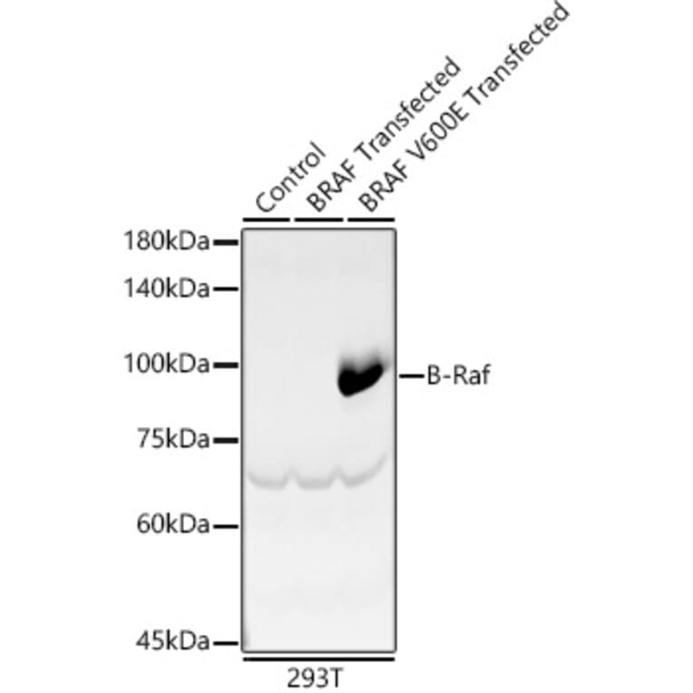 Western Blot - Anti-BRAF Antibody (A8339) - Antibodies.com