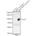 Western Blot - Anti-BRAF Antibody (A8339) - Antibodies.com