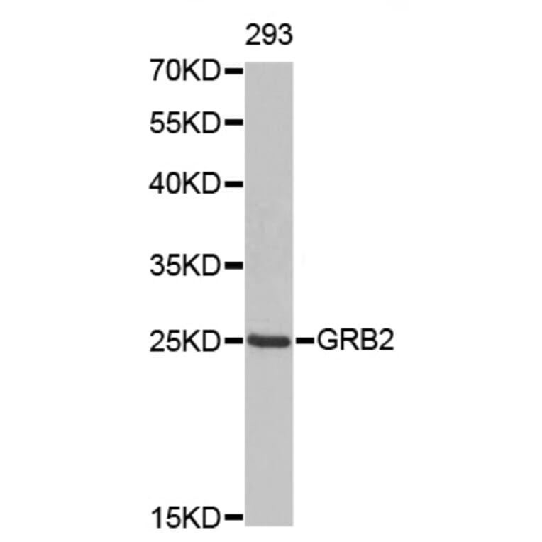 Western Blot - Anti-GRB2 Antibody (A0039) - Antibodies.com