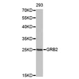 Western Blot - Anti-GRB2 Antibody (A0039) - Antibodies.com