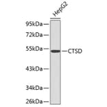 Western Blot - Anti-CTSD Antibody (A0041) - Antibodies.com