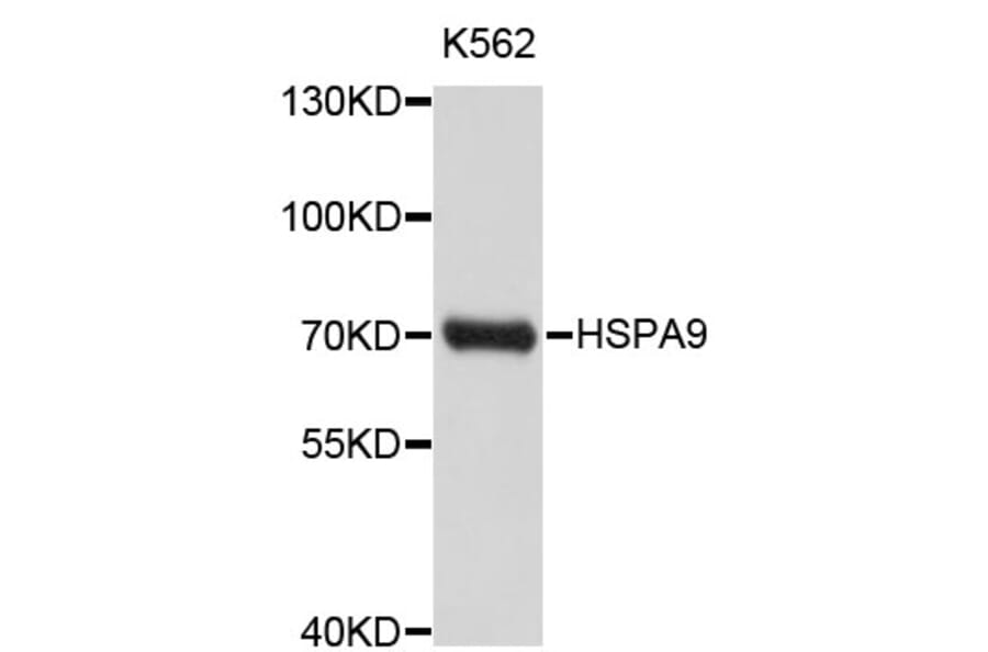 Western Blot - Anti-HSPA9 Antibody (A0055) - Antibodies.com