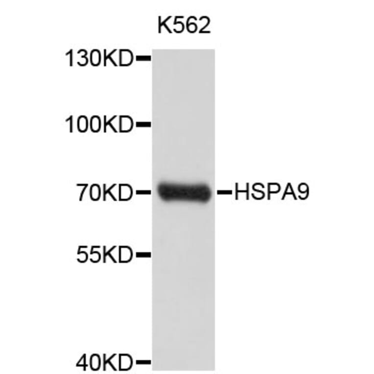 Western Blot - Anti-HSPA9 Antibody (A0055) - Antibodies.com