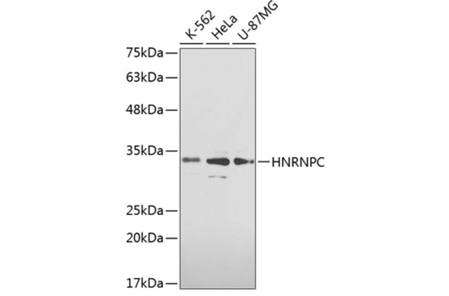 Western Blot - Anti-HNRNPC Antibody (A0057) - Antibodies.com