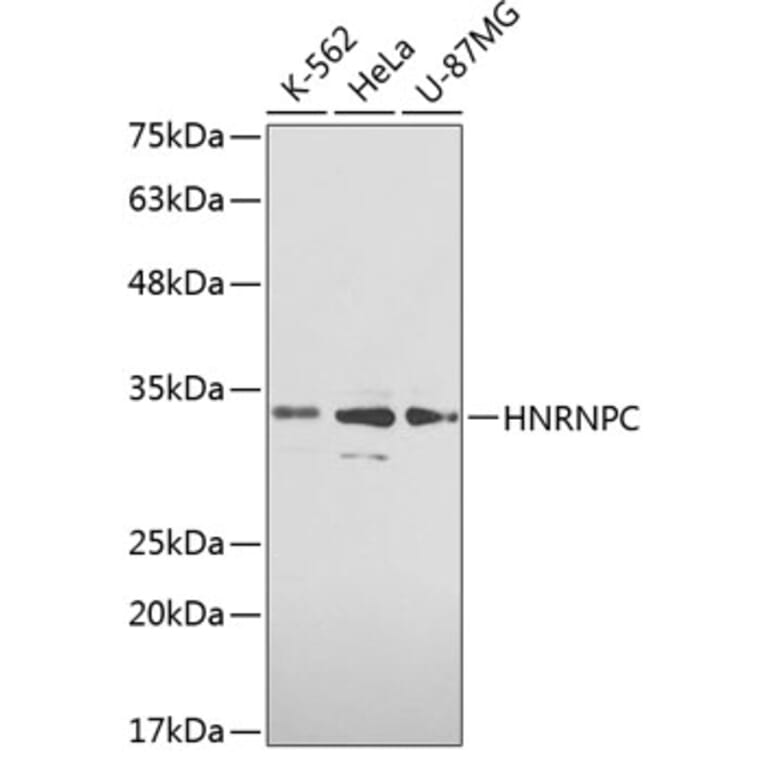 Western Blot - Anti-HNRNPC Antibody (A0057) - Antibodies.com