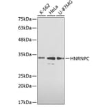 Western Blot - Anti-HNRNPC Antibody (A0057) - Antibodies.com