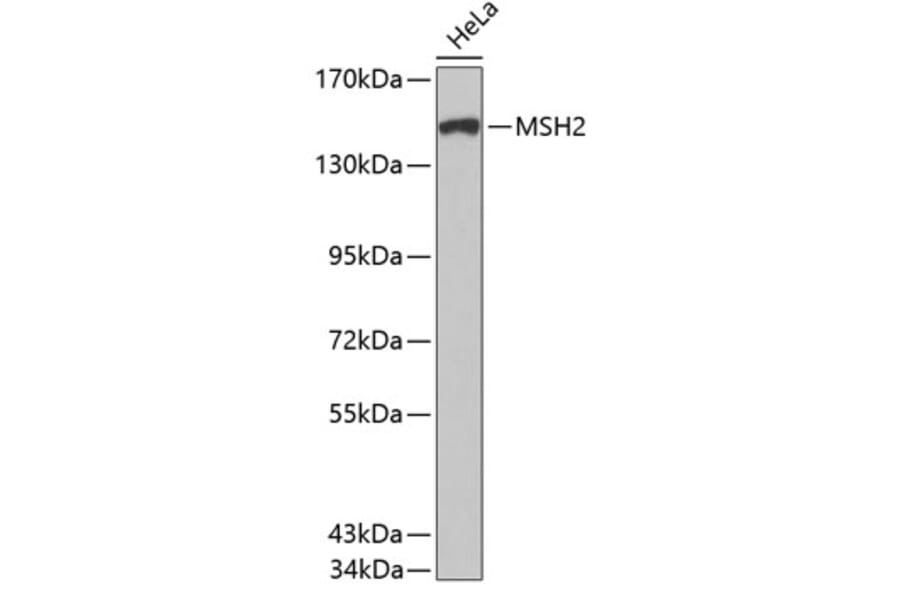 Western Blot - Anti-MSH2 Antibody (A0064) - Antibodies.com