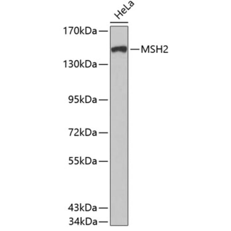 Western Blot - Anti-MSH2 Antibody (A0064) - Antibodies.com