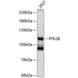 Western Blot - Anti-PTK2B Antibody (A0074) - Antibodies.com