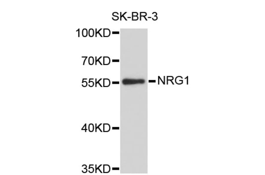 Western Blot - Anti-NRG1 Antibody (A0085) - Antibodies.com