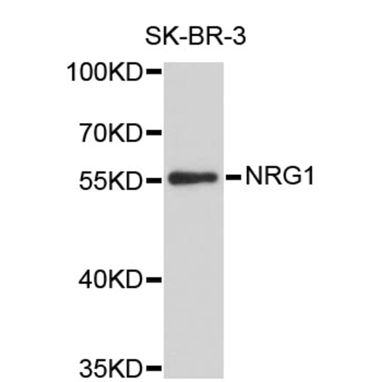 Western Blot - Anti-NRG1 Antibody (A0085) - Antibodies.com