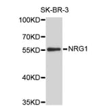Western Blot - Anti-NRG1 Antibody (A0085) - Antibodies.com