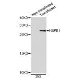 Western Blot - Anti-HSPB1 Antibody (A0090) - Antibodies.com