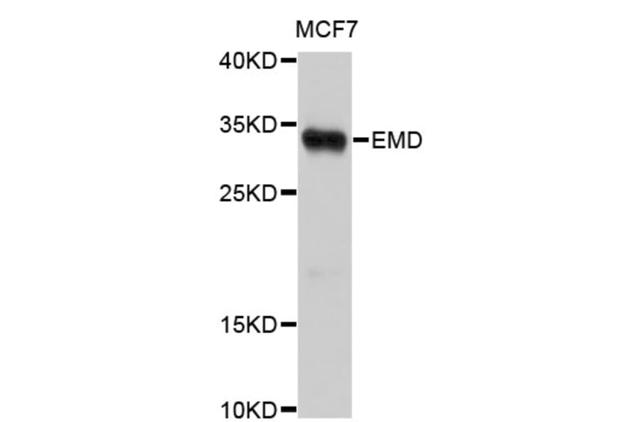Western Blot - Anti-EMD Antibody (A0116) - Antibodies.com
