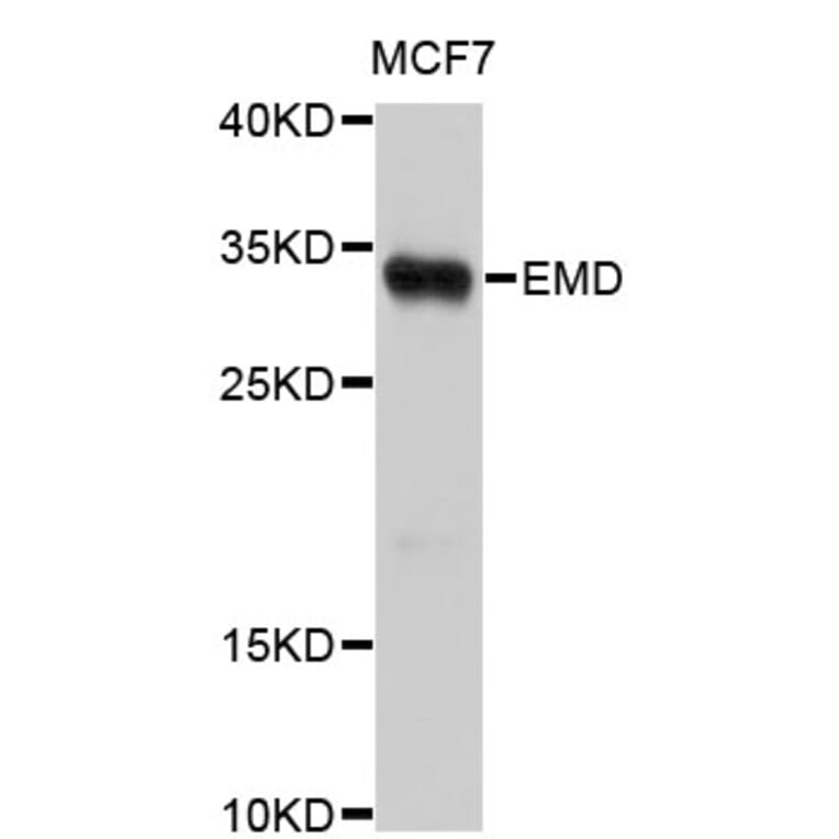 Western Blot - Anti-EMD Antibody (A0116) - Antibodies.com