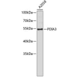 Western Blot - Anti-PDIA3 Antibody (A0117) - Antibodies.com