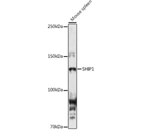 Western Blot - Anti-SHIP-1 Antibody (A8360) - Antibodies.com