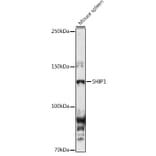 Western Blot - Anti-SHIP-1 Antibody (A8360) - Antibodies.com