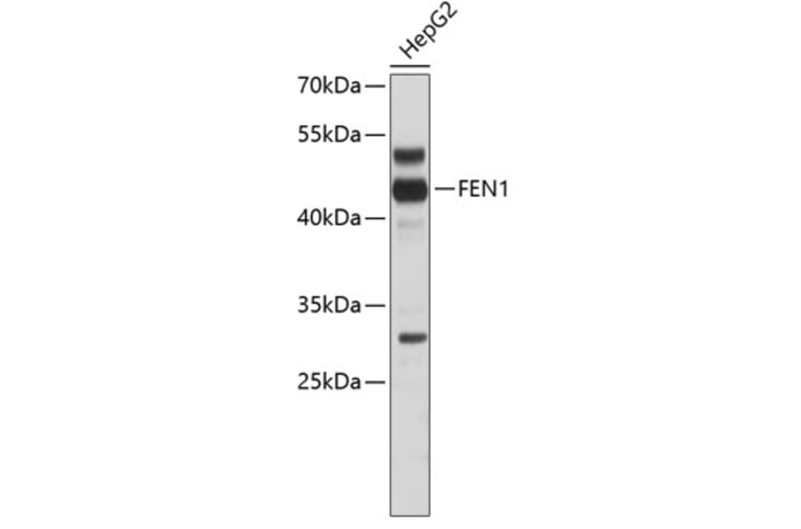 Western Blot - Anti-FEN1 Antibody (A0129) - Antibodies.com