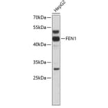 Western Blot - Anti-FEN1 Antibody (A0129) - Antibodies.com