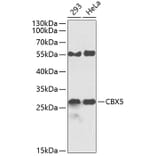 Western Blot - Anti-CBX5 Antibody (A0132) - Antibodies.com