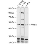 Western Blot - Anti-ARRB2 Antibody (A0142) - Antibodies.com