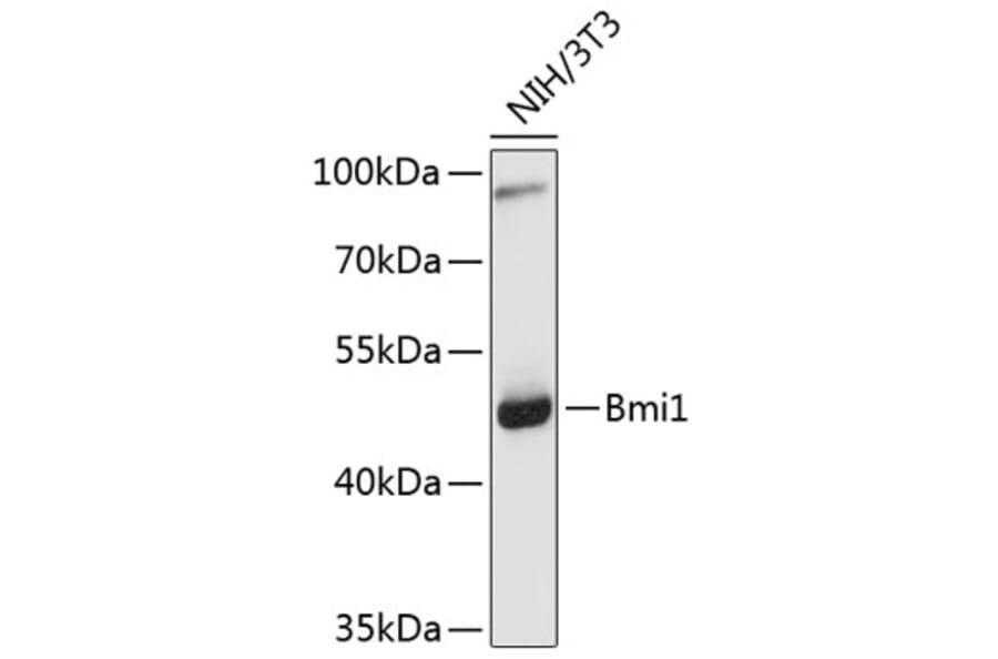 Western Blot - Anti-Bmi1 Antibody (A0147) - Antibodies.com