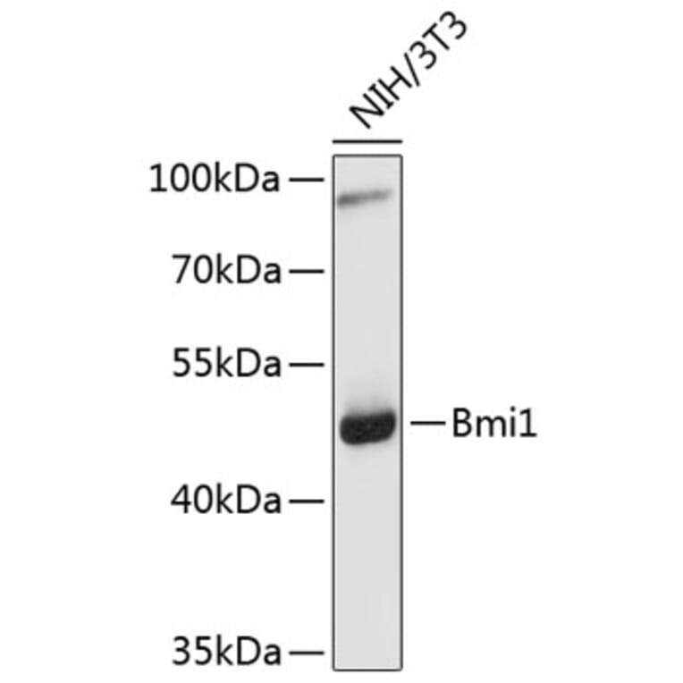 Western Blot - Anti-Bmi1 Antibody (A0147) - Antibodies.com
