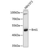 Western Blot - Anti-Bmi1 Antibody (A0147) - Antibodies.com