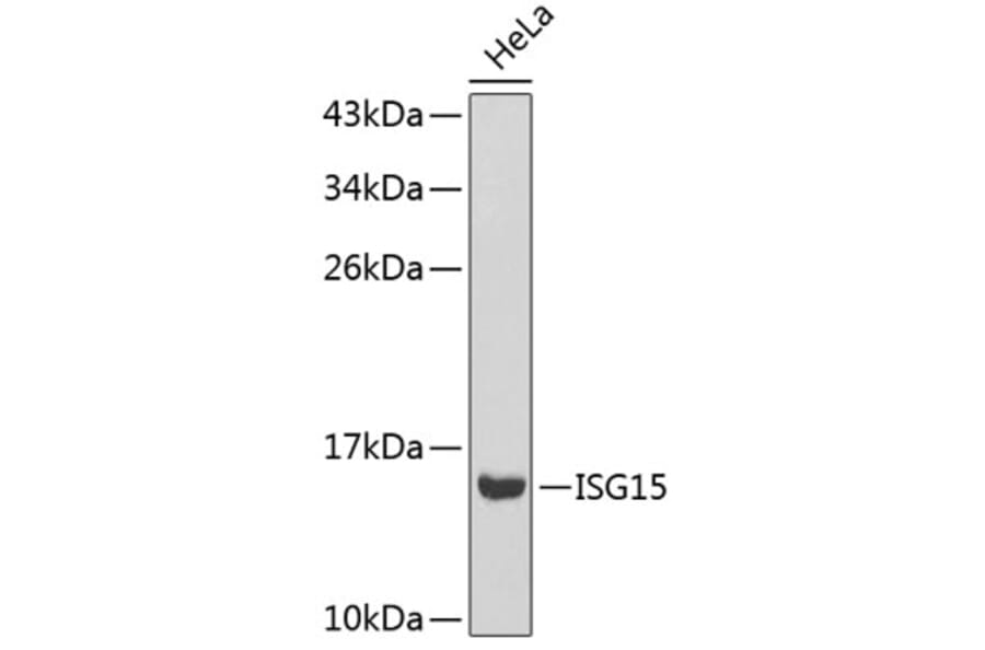 Western Blot - Anti-ISG15 Antibody (A0154) - Antibodies.com