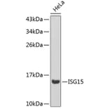 Western Blot - Anti-ISG15 Antibody (A0154) - Antibodies.com