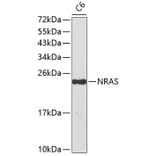 Western Blot - Anti-NRAS Antibody (A0155) - Antibodies.com