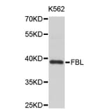 Western Blot - Anti-FBL Antibody (A0158) - Antibodies.com