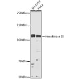 Western Blot - Anti-Hexokinase II Antibody (A8368) - Antibodies.com