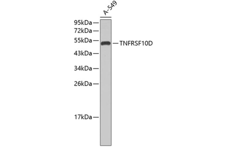 Western Blot - Anti-TNFRSF10D Antibody (A0184) - Antibodies.com