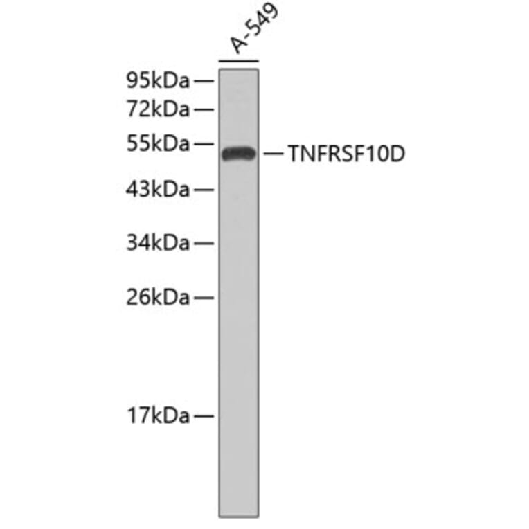 Western Blot - Anti-TNFRSF10D Antibody (A0184) - Antibodies.com