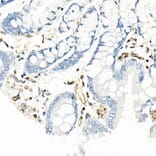 Immunohistochemistry - Anti-QKI Antibody [ARC2500] (A8374) - Antibodies.com