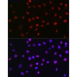 Immunofluorescence - Anti-QKI Antibody [ARC2500] (A8374) - Antibodies.com