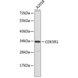 Western Blot - Anti-CDK5R1 Antibody (A0197) - Antibodies.com