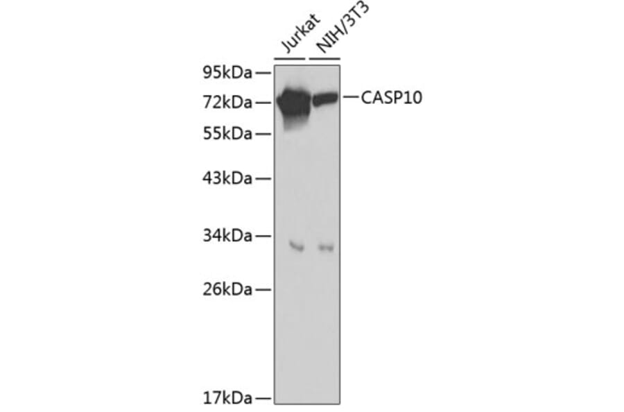 Western Blot - Anti-Caspase-10/CASP-10 Antibody (A8377) - Antibodies.com