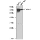 Western Blot - Anti-Caspase-10/CASP-10 Antibody (A8377) - Antibodies.com